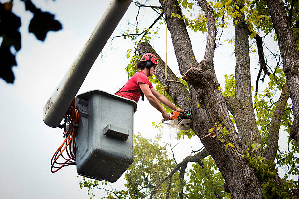 Tree Service Company in Powers Lake, WI